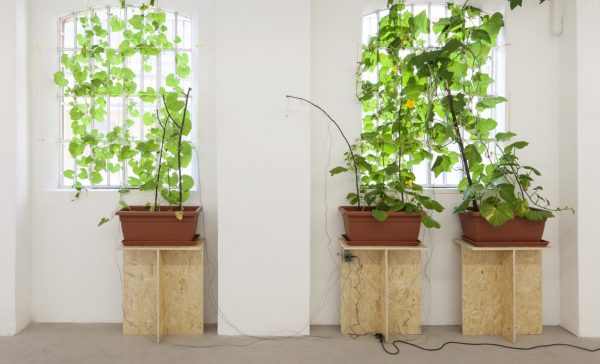 Amy Lien & Enzo Camacho, <i>Untitled, (CyberCeramic 2 Prototype Gluck50)</i>, 2015, two-part input-output sculpture. Part one: zucca “Marina di Chioggia,” zucca “bottiglia,” and zucchini “tromboncino d’Albenga” plants, soil, wooden sticks, plastic planters, plastic string, chipboard tables, sensors for light, temperature and humidity, Arduino and X-Bee wireless transmitter. Part two: found terra cotta planter, hand molded refratteria terra cotta umbrella casts, joss paper collage, polyurethane spray foam, electroluminiescent wires, LED lights with fiber optic attachments, incandescent light bulbs, Arduino and X-Bee wireless receiver, code for expressing sensory input, dimensions variable. Courtesy of Gluck50. Ph. Andrea Rossetti